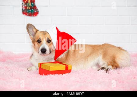 Carta per le vacanze con un bel cane cucciolo rosso corgi nel berretto rosso di Natale di Babbo Natale sul suo orecchio sdraiato su un plaid tra il regalo e l'abete e sguardo surp Foto Stock