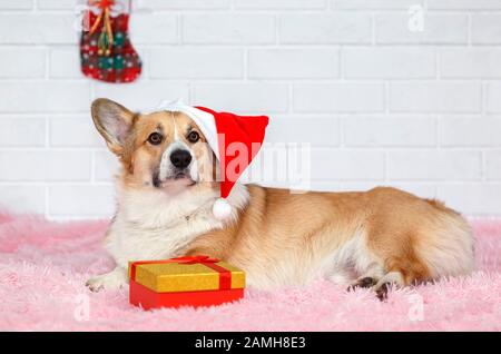 Carta per le vacanze con un bel cane cucciolo rosso redhead Corgi nel cappello rosso di Natale di Santa sdraiato su un plaid tra il dono e gli abeti e sguardo sorpreso Foto Stock