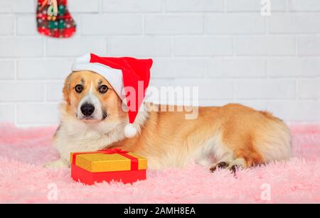 Carta per le vacanze con un bel cane cucciolo rosso redhead Corgi nel cappello rosso di Natale di Santa sdraiato su un plaid tra il dono e gli abeti e sguardo sorpreso Foto Stock