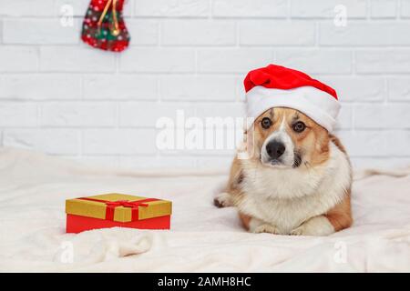 Carta per le vacanze con simpatico cane cucciolo di zenzero Corgi in rosso tappo di Natale seduta su plaid bianco con regalo Foto Stock