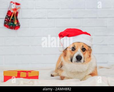 Carta per le vacanze con simpatico cane cucciolo di zenzero Corgi in rosso tappo di Natale seduta su plaid bianco con regalo Foto Stock