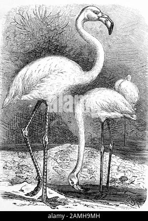 Grande fenicottero / großer Flamingo, Fenicopterus roseus, Historisch, digitale migliorata riproduzione di un originale del 19th secolo / digitale Reproduktion einer Originalvorlage aus dem 19. Jahrhundert, Foto Stock