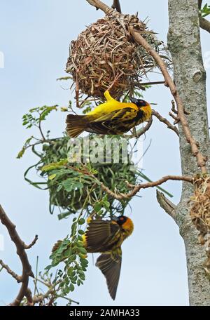 Village Weaver (Ploceus cucullatus cucullatus) maschi adulti che mostrano dal nests Lake Mburo National Park, Uganda novembre Foto Stock