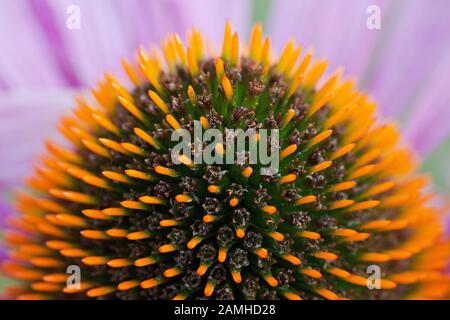 Echinacea purpurea cono fiore primo piano macro shot. Foto Stock