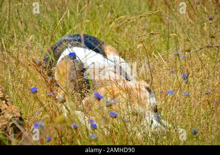 Un vecchio beagle è la posa in erba con fiori circondano, è nascondere e rilassarsi al sole Foto Stock