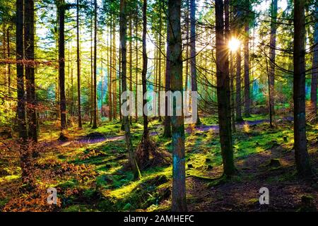 Craigvinean Forest Sunset Inverno Foto Stock