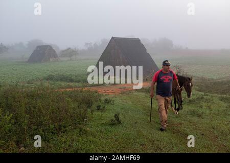 Granai di tabacco con coltivatore. Foto Stock