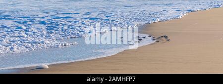 Sanderlings mangiare e camminare sulla spiaggia in California Foto Stock