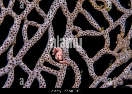 Denise's pygmy cavalluccio marino, Hippocampus denise, maschio incinta, Raja Ampat, Papua Occidentale, Indonesia, Halmahera Mare, Oceano Pacifico Foto Stock