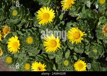 Strandstern (Asteriscus graveolens ssp. stenophyllus), Puerto de Mogan, Gran Canaria Spanien Foto Stock