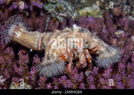 Granchio eremita di anemone, Dardanus pedunculatus, Raja Ampat, Papua Occidentale, Indonesia, Mare di Halmahera, Oceano Pacifico Foto Stock