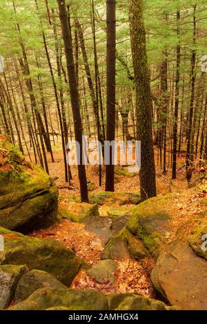 Si affaccia sulla foresta e sulle scogliere di roccia Foto Stock