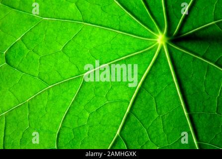 Foglia venata - macrofotografia di foglia di nastutio verde Foto Stock