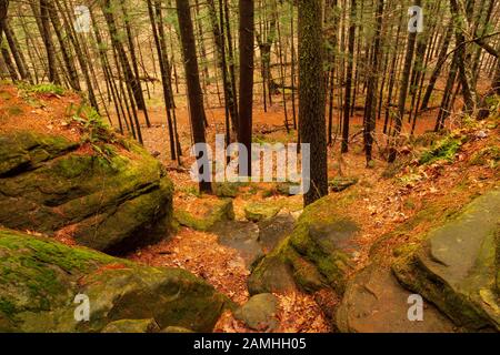 Si affaccia sulla foresta e sulle scogliere di roccia Foto Stock