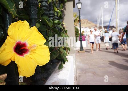 Chineischer Roseneibisch (Hibiscus rosa-sinensis), gelbe Hibiskusbluete an der neuen Marina, Puerto de Mogan, Gran Canaria, Kanaren, Spanien Foto Stock