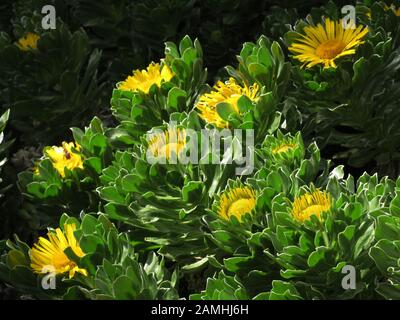 Strandstern (Asteriscus graveolens ssp. stenophyllus), Puerto de Mogan, Gran Canaria Spanien Foto Stock