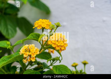 Giallo Lantana Camara Splendens fioritura contro il verde delle foglie e edificio dipinto di bianco in background, Spagna Foto Stock