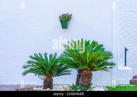 Giapponese Sago palme, Cycas revoluta, contro un bianco edificio lavato in una popolare località turistica in Mijas, Spagna Foto Stock