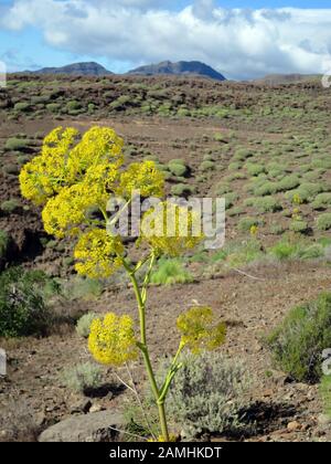 Links Rutenkraut (Ferula Linkii), Puerto De Mogan, Gran Canaria, Spanien Foto Stock