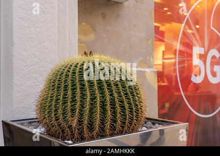 Grande barile d'oro cactus crescente in contenitore in città spagnola di fronte al negozio 5G Foto Stock