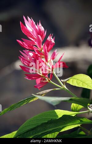 Fackelbusch, Fackel-Busch (Megaskepasma erythrochlamys), Puerto de Mogan, Gran Canaria Spanien Foto Stock