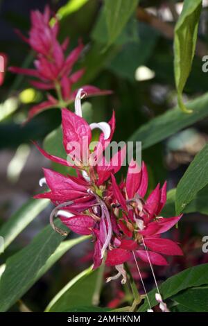 Fackelbusch, Fackel-Busch (Megaskepasma erythrochlamys), Puerto de Mogan, Gran Canaria Spanien Foto Stock