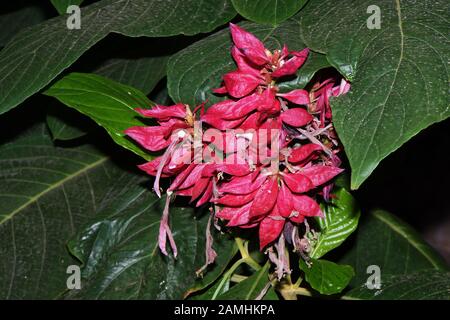 Fackelbusch, Fackel-Busch (Megaskepasma erythrochlamys), Puerto de Mogan, Gran Canaria Spanien Foto Stock