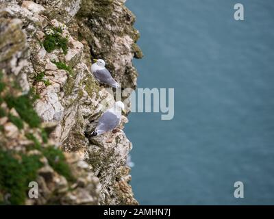 Kittiwake Sulle Scogliere Di Bempton, Nello Yorkshire Foto Stock