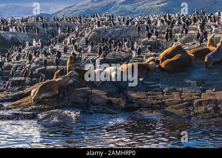 Gruppo di cormorani e leoni di mare visto nell'isola di Los Pájaros, Canale del Beagle, Ushuaia, Tierra del Fuego, Argentina Foto Stock