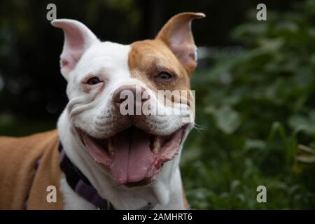 Primo piano di cani testa Pit Bull con la sua bocca aperta felice aspetto Foto Stock