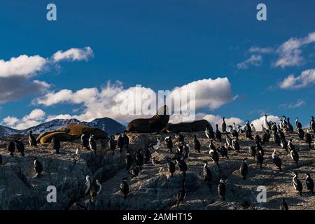 Gruppo di cormorani e leoni di mare visto nell'isola di Los Pájaros, Canale del Beagle, Ushuaia, Tierra del Fuego, Argentina Foto Stock