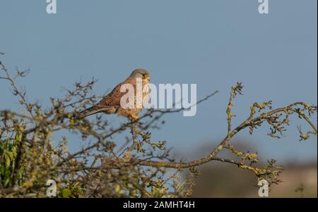 Un singolo gheppio maschio (UK) arroccato sulla cima di un albero di biancospino. Foto Stock