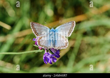 Chalkhill Blue Butterfly - maschio Lysandra coridon un fiore viola Foto Stock