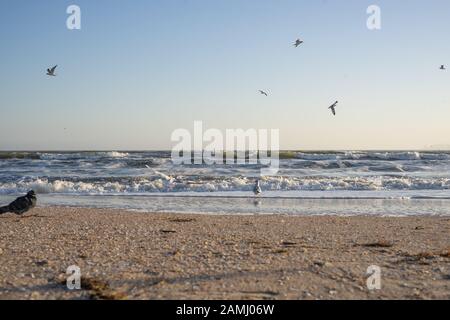 Un grande piccione grasso impedisce al fotografo di fotografare gabbiani in riva al mare in una soleggiata giornata invernale Foto Stock