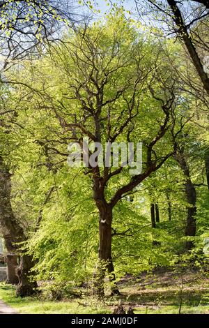 Beautiful single oak tree in spring with fresh green leaves Foto Stock
