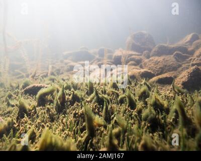 Ciuffi di alghe che crescono su fondo-lasciava in impianti di acqua nel lago Foto Stock