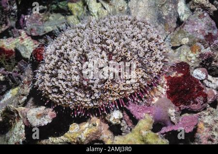 Flower Sea Urchin, Toxopneustes Pileolus, Parco Nazionale Di Komodo, Indonesia, Flores Sea, Oceano Indiano Foto Stock