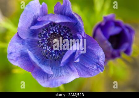 Viola giardino Anemone fiore dettaglio dall'alto verso il basso, con verde fogliame in background, Foto Stock