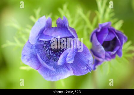 Viola giardino Anemone fiore dettaglio dall'alto verso il basso, con verde fogliame in background, Foto Stock