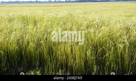 Teff raccolto in Etiopia. Teff è usato per fare Injera- la dieta di base in Etiopia ed Eritrea. Foto Stock