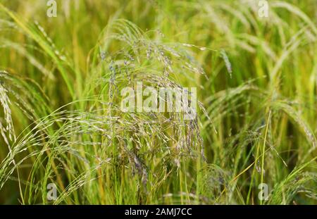 Teff raccolto in Etiopia. Teff è usato per fare Injera- la dieta di base in Etiopia ed Eritrea. Foto Stock