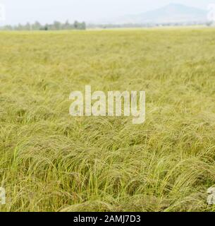 Teff raccolto in Etiopia. Teff è usato per fare Injera- la dieta di base in Etiopia ed Eritrea. Foto Stock