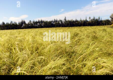 Teff raccolto in Etiopia. Teff è usato per fare Injera- la dieta di base in Etiopia ed Eritrea. Foto Stock