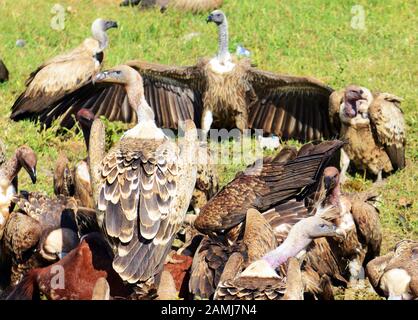Gli avvoltoi lungo la strada Jimma in Etiopia. Foto Stock