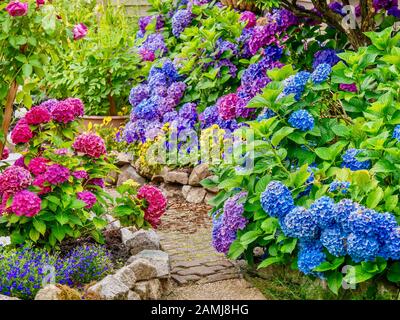 Uno splendido giardino estivo, con una spettacolare esposizione di fiori di ortensea blu, rosa e viola. Foto Stock