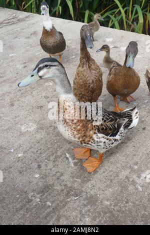 Indian Runner Duck (anas platyrhynchos addomesticus) Foto Stock