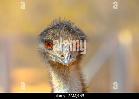 Vista frontale dei dettagli Di Emu, Drommaius novaehollandiae, icona culturale dell'Australia, che appaiono sullo stemma e varie monete. Il uccello caratteristiche Foto Stock