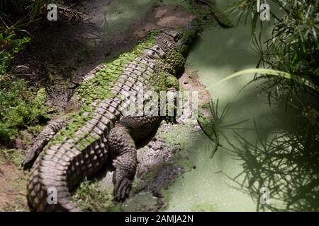 Il coccodrillo attende pazientemente la preda nel Queensland, in Australia Foto Stock