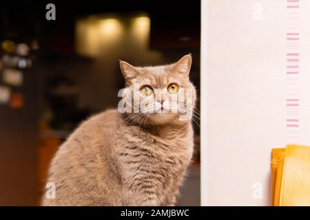 cute scozzese dritto gatto guarda in bewilderment Foto Stock