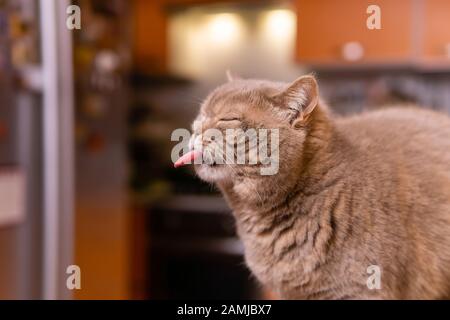 cute scozzese dritto gatto mostra lingua squinting Foto Stock